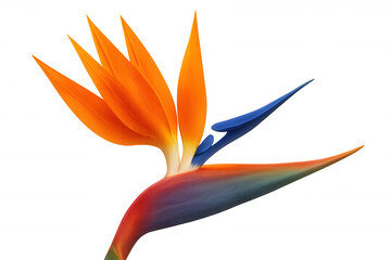 Bird Paradise Flower Strelitzia Reginae