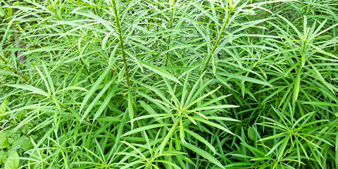 Close Up Of Lush Green Foliage With Feathery Leaves In A Natural Outdoor Setting