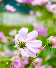 pink cosmos flowers