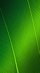 Tropical Leaf Veins and Texture Mobile Wallpaper