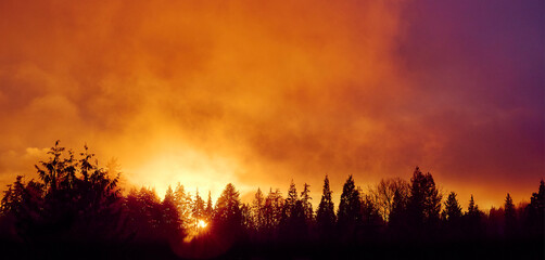 Orange sunset over silhouettes of coniferous trees. Vancouver. Canada