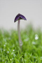 スプラウトの双葉