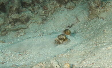 bluespotted ribbontail ray