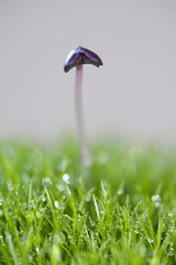 スプラウトの双葉