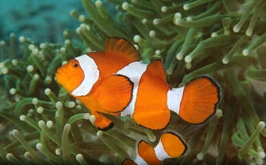 ocellaris clownfish (Amphiprion ocellaris)