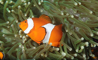 ocellaris clownfish (Amphiprion ocellaris)