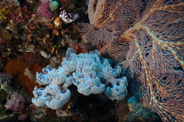 coral reef