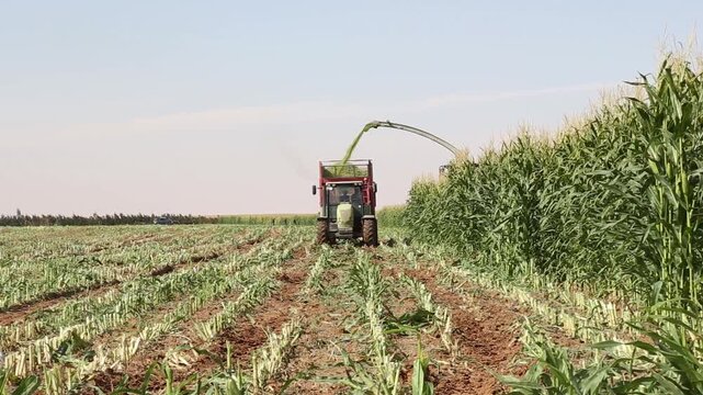 A tractor is actively harvesting corn in a vast field on a bright, sunny day. Rows of corn stalks stretch into the distance, showcasing the agricultural landscape.