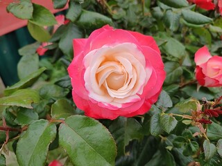 close-up of a pretty pink bicolor rose on the rosebush in the garden