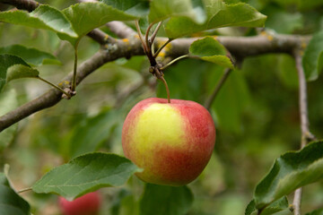 Red and yellow apple on a tree branch in autumn garden fall harvest concept