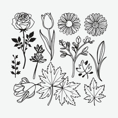 set of floral elements. Line art floral botanical design