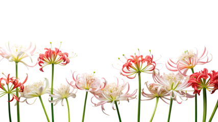 Vibrant spider lilies in full bloom delicate petals graceful stems artistic floral composition