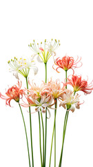Delicate spider lily flowers in white pink and red hues delicate botanical beauty studio shot