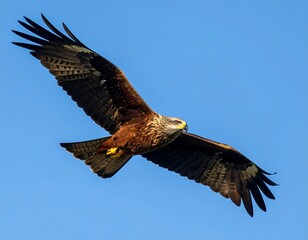 Obraz premium A majestic raptor soars against a clear, brilliant, blue sky