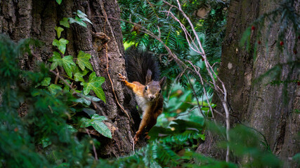A cute European red squirrel with a bushy tail clings to the bark of a tree, looking directly into the camera.