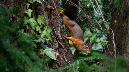 A red squirrel descends a tree trunk covered in green ivy, captured in a dynamic moment within its natural woodland habitat.