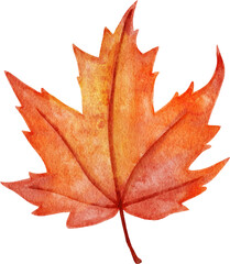 Watercolor hand drawn illustration of red orange yellow fall autumn leaves. Leaf of oak birch  trees, forest wood woodland elements, thanksgiving decor art. Bright colorful foliage print.