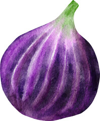 Hand drawn watercolor illustration of fig fruit. Fresh ripe purple juicy food, tropical vitamin slice dessert, natural butrition fresh seeds eating.