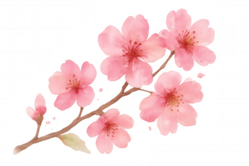 Cherry blossom branch with pink sakura flowers, watercolor painting, transparent background, spring floral artwork