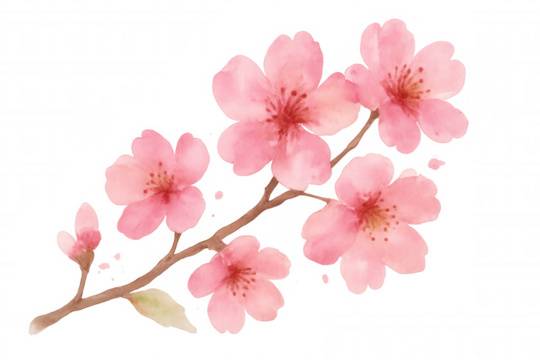 Cherry blossom branch with pink sakura flowers, watercolor painting, transparent background, spring floral artwork