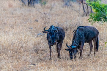 A view in the early morning light of a pair of blue wildebeest in Kruger national park, South Africa in Springtime