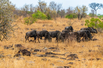 A view in the early morning light of a herd of blue wildebeest in Kruger national park, South Africa in Springtime
