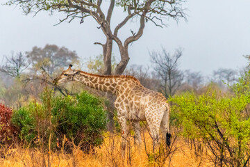 A view in the early morning light of a giraffe grazing in Kruger national park, South Africa in Springtime