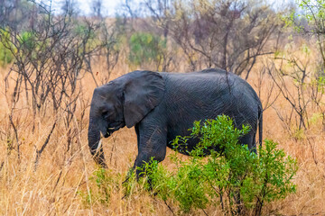 A view in the early morning light of an elephant moving through the bush in Kruger national park, South Africa in Springtime