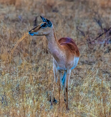 A view in the early morning light of an impala alert to danger in Kruger national park, South Africa in Springtime