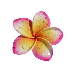 flower plumeria