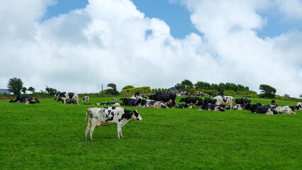 A herd of black and white cows is scattered across a green field. Some cows are standing, some are lying down, and others are grazing peacefully under a partly cloudy sky in West Cork. © Oleksii