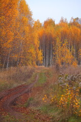 Fototapeta premium Beautiful autumn golden forest in the form of an arch