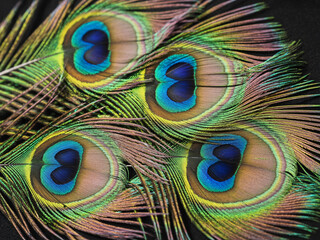 Naklejka premium Elegant peacock feathers displaying vibrant iridescent colors perfect for exotic designs, luxurious themes, and artistic projects needing a touch of nature