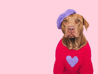 Cute brown dog and red heart. Beautiful greeting card. Closeup, indoors. Studio shot, cut out....