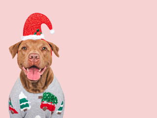 Merry Christmas and Happy New Year. Charming dog and festive costume. Dog smile. Close-up, studio...