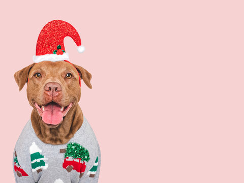 Merry Christmas and Happy New Year. Charming dog and festive costume. Dog smile. Close-up, studio shot. Congratulations for family, friends and colleagues. Pets care concept - Powered by Adobe