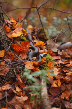 a snake is crawling on autumn leaves in the park