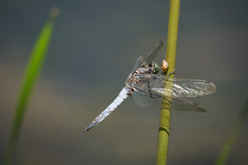 dragonfly on a branch
