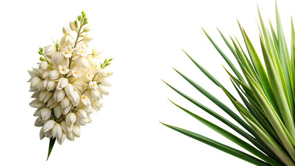 Delicate yucca blossoms and sharp green leaves isolated for botanical photography beauty