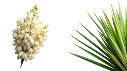 Delicate yucca blossoms and sharp green leaves isolated for botanical photography beauty
