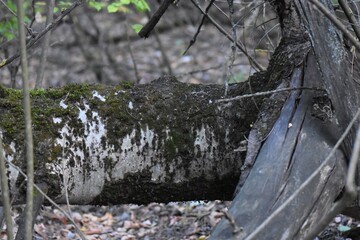 Old tree trunk in the forest covered with moss, detail of an old tree trunk