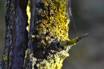 Old tree trunk in the forest covered with moss, detail of an old tree trunk