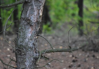 trunk of a pine tree