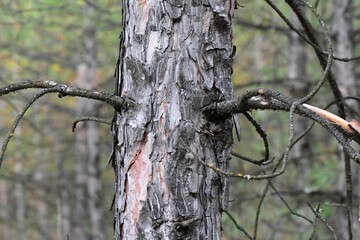 Old pine tree in the forest. Selective focus and shallow depth of field
