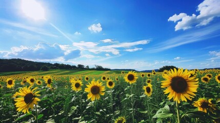 Sunny Spring & Summer Meadows: Yellow Sunflowers, Blue Skies, and Bees in Rural Flower Fields & Gardens
