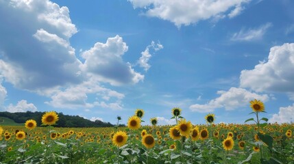 Sunny Spring & Summer Meadows: Yellow Sunflowers, Blue Skies, and Bees in Rural Flower Fields & Gardens