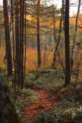 Obraz premium a path in the autumn forest