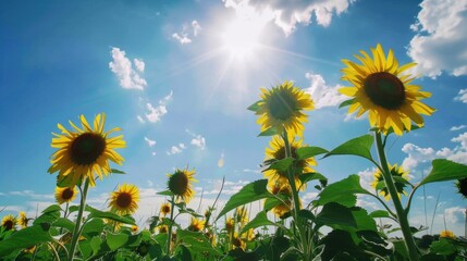 Sunny Spring & Summer Meadows: Yellow Sunflowers, Blue Skies, and Bees in Rural Flower Fields & Gardens