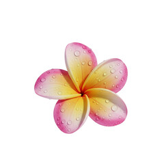 flower plumeria