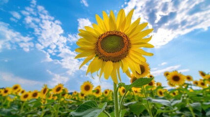 Sunny Spring & Summer Meadows: Yellow Sunflowers, Blue Skies, and Bees in Rural Flower Fields & Gardens